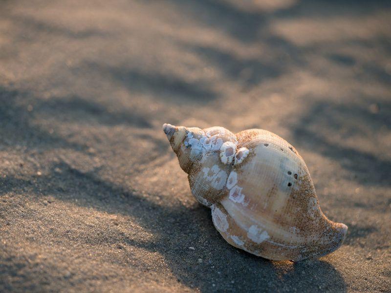 Amalia Nes (Ameland, Friesland) Exterior foto